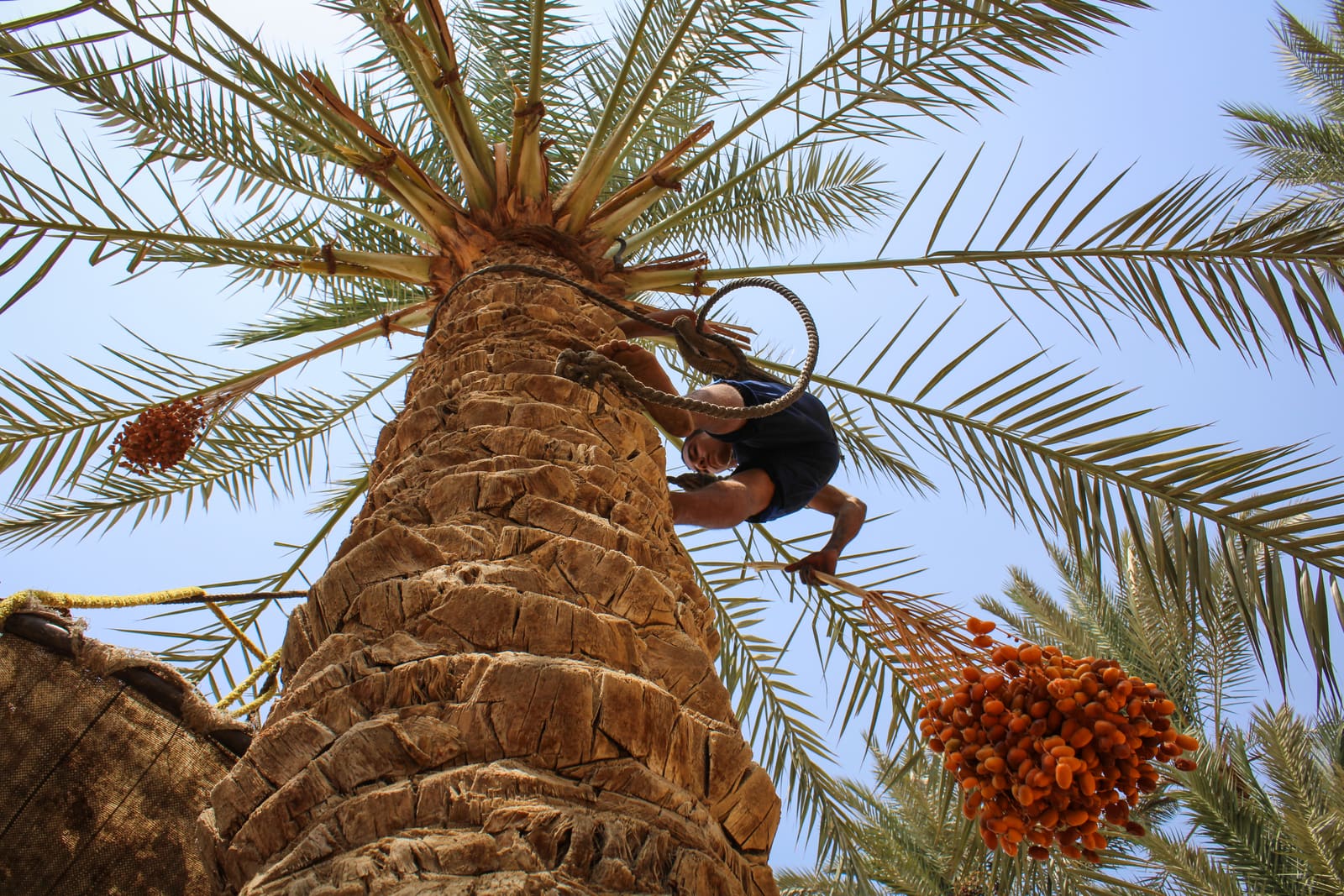 A farmer climbing a date palm during the harvest near Dahshur