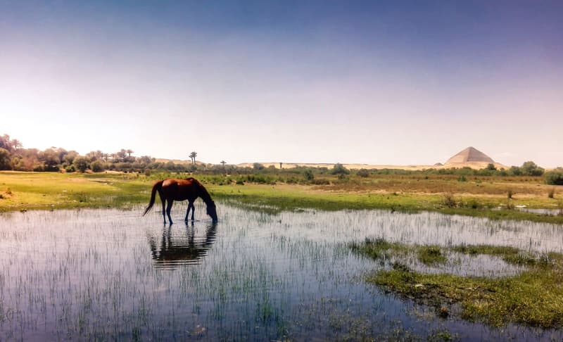 A horse grazing at the edge of the lake at Dahshur with a pyramid on the horizon